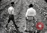Image of government expert teaches use of insecticide United States USA, 1921, second 62 stock footage video 65675028401