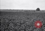 Image of cotton field United States USA, 1926, second 25 stock footage video 65675028410