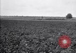 Image of cotton field United States USA, 1926, second 26 stock footage video 65675028410