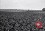 Image of cotton field United States USA, 1926, second 27 stock footage video 65675028410