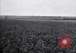 Image of cotton field United States USA, 1926, second 29 stock footage video 65675028410
