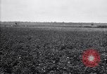 Image of cotton field United States USA, 1926, second 30 stock footage video 65675028410
