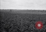 Image of cotton field United States USA, 1926, second 31 stock footage video 65675028410