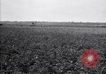 Image of cotton field United States USA, 1926, second 32 stock footage video 65675028410