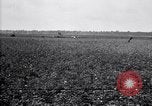 Image of cotton field United States USA, 1926, second 33 stock footage video 65675028410
