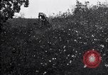 Image of cotton field United States USA, 1926, second 44 stock footage video 65675028410