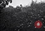 Image of cotton field United States USA, 1926, second 46 stock footage video 65675028410
