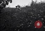 Image of cotton field United States USA, 1926, second 48 stock footage video 65675028410