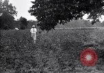 Image of cotton field United States USA, 1926, second 58 stock footage video 65675028410