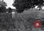 Image of cotton field United States USA, 1926, second 59 stock footage video 65675028410