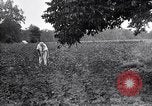 Image of cotton field United States USA, 1926, second 61 stock footage video 65675028410