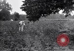 Image of cotton field United States USA, 1926, second 62 stock footage video 65675028410