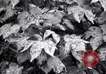 Standbild Cotton Field United States USA, 1926, aus Sekunde 8 historischem Filmmaterial Videoclip 65675028411
