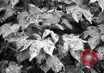 Standbild Cotton Field United States USA, 1926, aus Sekunde 9 historischem Filmmaterial Videoclip 65675028411