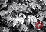 Standbild Cotton Field United States USA, 1926, aus Sekunde 10 historischem Filmmaterial Videoclip 65675028411