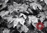 Standbild Cotton Field United States USA, 1926, aus Sekunde 11 historischem Filmmaterial Videoclip 65675028411