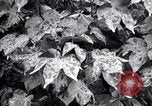 Standbild Cotton Field United States USA, 1926, aus Sekunde 12 historischem Filmmaterial Videoclip 65675028411