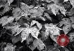 Standbild Cotton Field United States USA, 1926, aus Sekunde 14 historischem Filmmaterial Videoclip 65675028411