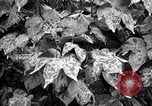 Standbild Cotton Field United States USA, 1926, aus Sekunde 15 historischem Filmmaterial Videoclip 65675028411