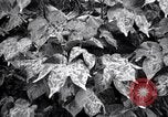 Standbild Cotton Field United States USA, 1926, aus Sekunde 16 historischem Filmmaterial Videoclip 65675028411