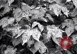 Standbild Cotton Field United States USA, 1926, aus Sekunde 17 historischem Filmmaterial Videoclip 65675028411