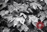 Standbild Cotton Field United States USA, 1926, aus Sekunde 19 historischem Filmmaterial Videoclip 65675028411
