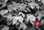 Standbild Cotton Field United States USA, 1926, aus Sekunde 21 historischem Filmmaterial Videoclip 65675028411
