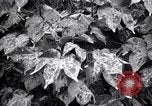 Standbild Cotton Field United States USA, 1926, aus Sekunde 22 historischem Filmmaterial Videoclip 65675028411