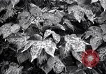 Standbild Cotton Field United States USA, 1926, aus Sekunde 23 historischem Filmmaterial Videoclip 65675028411