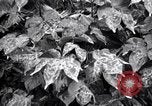 Standbild Cotton Field United States USA, 1926, aus Sekunde 24 historischem Filmmaterial Videoclip 65675028411
