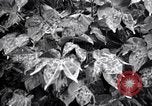 Standbild Cotton Field United States USA, 1926, aus Sekunde 25 historischem Filmmaterial Videoclip 65675028411