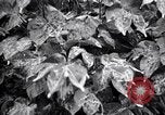 Standbild Cotton Field United States USA, 1926, aus Sekunde 27 historischem Filmmaterial Videoclip 65675028411