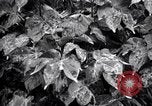 Standbild Cotton Field United States USA, 1926, aus Sekunde 29 historischem Filmmaterial Videoclip 65675028411