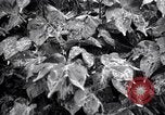 Standbild Cotton Field United States USA, 1926, aus Sekunde 30 historischem Filmmaterial Videoclip 65675028411