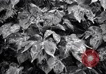 Standbild Cotton Field United States USA, 1926, aus Sekunde 31 historischem Filmmaterial Videoclip 65675028411