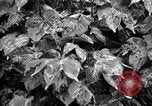 Standbild Cotton Field United States USA, 1926, aus Sekunde 32 historischem Filmmaterial Videoclip 65675028411