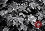 Standbild Cotton Field United States USA, 1926, aus Sekunde 33 historischem Filmmaterial Videoclip 65675028411