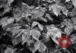 Standbild Cotton Field United States USA, 1926, aus Sekunde 34 historischem Filmmaterial Videoclip 65675028411