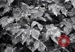 Standbild Cotton Field United States USA, 1926, aus Sekunde 35 historischem Filmmaterial Videoclip 65675028411