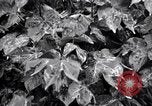Standbild Cotton Field United States USA, 1926, aus Sekunde 36 historischem Filmmaterial Videoclip 65675028411