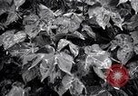 Standbild Cotton Field United States USA, 1926, aus Sekunde 37 historischem Filmmaterial Videoclip 65675028411