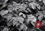 Standbild Cotton Field United States USA, 1926, aus Sekunde 38 historischem Filmmaterial Videoclip 65675028411