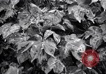 Standbild Cotton Field United States USA, 1926, aus Sekunde 39 historischem Filmmaterial Videoclip 65675028411