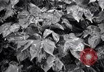 Standbild Cotton Field United States USA, 1926, aus Sekunde 40 historischem Filmmaterial Videoclip 65675028411
