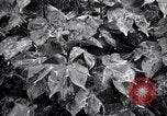 Standbild Cotton Field United States USA, 1926, aus Sekunde 41 historischem Filmmaterial Videoclip 65675028411