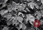 Standbild Cotton Field United States USA, 1926, aus Sekunde 42 historischem Filmmaterial Videoclip 65675028411