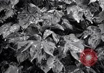 Standbild Cotton Field United States USA, 1926, aus Sekunde 43 historischem Filmmaterial Videoclip 65675028411