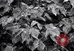 Standbild Cotton Field United States USA, 1926, aus Sekunde 45 historischem Filmmaterial Videoclip 65675028411