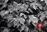 Standbild Cotton Field United States USA, 1926, aus Sekunde 46 historischem Filmmaterial Videoclip 65675028411
