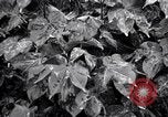 Standbild Cotton Field United States USA, 1926, aus Sekunde 47 historischem Filmmaterial Videoclip 65675028411